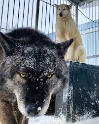 The black siberian husky wolf mix is actually a mix of the black siberian husky dog breed and a wolf. Black Husky Wolf Mix Novocom Top