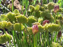 Image result for Schizaea pectinata