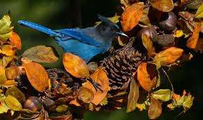 Birds Of Eastern Washington Book Stellar S Jay Birds Animals Bird Feathers