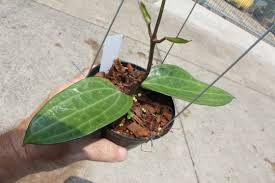 Image result for Polystachya spatella