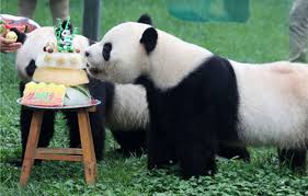 What do pandas like for birthdays?[4]|chinadaily.com.cn