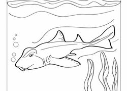 The conservation status of the nurse shark is globally assessed as vulnerable in the iucn list of threatened species. Shark Coloring Pages Printables Education Com
