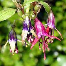 Fuchsia Excorticata Tree Fuchsia Fuchsia Garden Fuchsia Flowers Plants