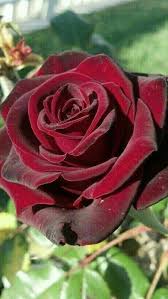 C'est la vie (новинки 2021) авраам руссо. C Est La Vie Hybrid Tea Roses Flowers Rose Varieties