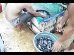 Cara Panen Lele Kolam Terpal Beda Ukuran Dipisahkan Berdasarkan Ukuran Youtube