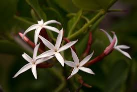 Image result for Carissa spinarum