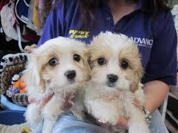 Maltese X Cavalier Maltalier Puppies At Puppy Shack Hybrid Dogs Mutt Puppies Dog Crossbreeds