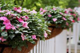 Image result for Impatiens keilii