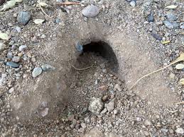 Bury the fence no less than a foot underground and at least 2 feet tall. Are These Snake Holes Rattlesnake Solutions
