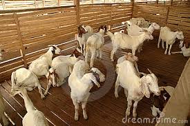 This person must have been involved for years in dairy and meat goat farming. Goat Farm