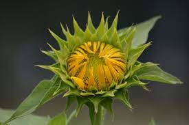 Bunga ini memiliki mahkota yang berbentuk seperti terompet dan berwarna kuning. Mengenal Tanaman Bunga Matahari Helianthus Annuus Linnaeus Planter And Forester