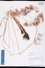 Image result for Cyperus distans
