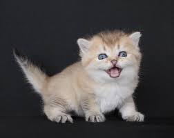 Kedi Sahiplendirme Instagram