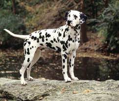 Delmation With Images Dalmatian Dogs Dalmatian Puppies For Sale Dalmatian Puppy