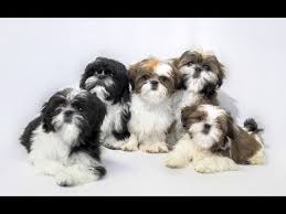 These are black, white, blue, liver, gold, silver, red and brindle. Top 10 Facts About Shih Tzu Shih Tzu Dog Breed Information Youtube