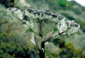 Image result for Aphloiaceae