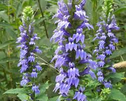 Image result for Lobelia dissecta