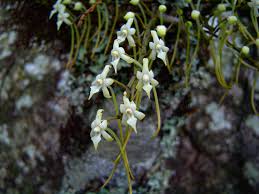 Image result for Ypsilopus