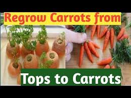 A kitchen garden is a great opportunity for growing organic. How To Grow Carrots From Carrot Tops At Home In Telugu With Tips Carrot Top Organic Gardening Tips Growing Carrots