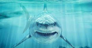 Peu d'animaux inspirent la même peur que les requins. 11 Animaux Qui Tuent Bien Plus Que Les Requins