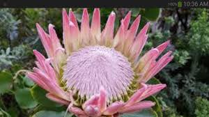 Maybe you would like to learn more about one of these? Exotic Tropical Flowers Wallpaper For Android Apk Download