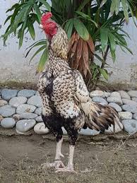 Pin Oleh Lillian J H Johnson Di Aseel Rooster Hewan Binatang Ayam