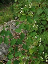 Image result for Vincetoxicum stenolobum