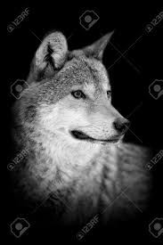 The good look of the wolf is a purple chinchilla. Wolf Auf Dunklem Hintergrund Schwarz Weiss Bild Lizenzfreie Fotos Bilder Und Stock Fotografie Image 53678837