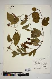 Image result for Ipomoea adenioides