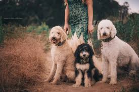 Check spelling or type a new query. Bernedoodles And Co California Facebook