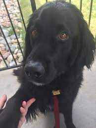 Meet Quincy Bernese Mountain Dog And Golden Retriever Mix Dogs Pets Dog Adopt Love Cute Animals Puppy Golden Mountain Dog Cute Dogs Dog Pictures