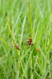 Image result for Schoenoplectiella articulata