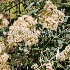 Image result for Buddleja saligna