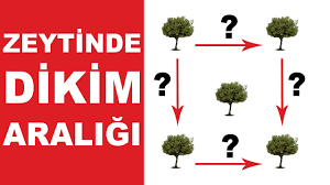 Yetiştiriciler arasında bu dönemler var. Zeytinde Dikim Araligi Ne Kadar Olmali Youtube