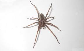Uk Common Types Of House Spiders Panther Pest Control