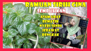 Jul 22, 2021 · cara mengolah daun sirih cina untuk obat jerawat dan bisul, bisa direbus lalu airnya diminum senin, 12 juli 2021 11:36 daun sirih cina atau ketumpang air dimanfaatkan sebagai obat herbal menjadi alternatif untuk mengobati sejumlah penyakit. Manfaat Cara Mengolah Daun Sirih Cina Suruhan Untuk Mengatasi Asam Urat Lumpuh Rematik Jerawat Youtube