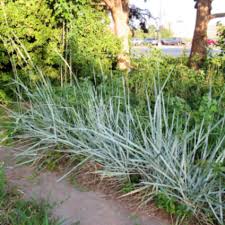 Most ornamental grasses are perennials. Blue Dune Lyme Grass Plantingtree
