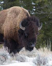 Mr Bison American Bull Buffalo Wildlife Fine Art Print Etsy Animal Photography Wildlife Wildlife Photography Animal Photography