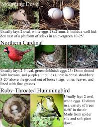 Birds That Lay Eggs On The Ground Wild Birds Unlimited Common Backyard Bird Nest Identification Backyard Birds Wild Birds Unlimited Bird Nest