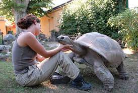 Tortoises Have Amazing Long Term Memory And Greatly Underestimated Intelligence
