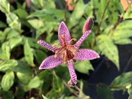 Image result for Hyparrhenia formosa