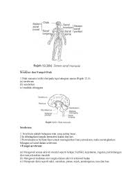 Sains tingkatan 3 kssm i bab 1 rangsangan dan gerak balas i1.2 rangsangan & g.balas dlm manusia bah1. Topik3 Koordinasi Dan Gerak Balas