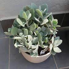 Kalanchoe Millotii Pretty Plants Plants Front Landscaping