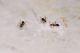 Choosing a pest control company. Do Sugar Ants Bite Odorous House Ants In The Las Vegas Valley