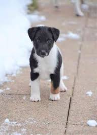 Image result for foxteriér hladkosrstý