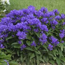 Campanula Genti Blue Allgentibl Clustered Bellflower Plants Bean Garden Herbaceous Perennials