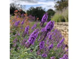 Image result for Komule empire blue