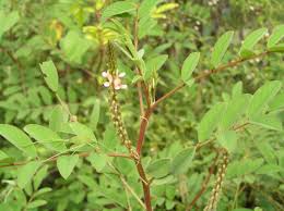 Image result for Indigofera astragalina