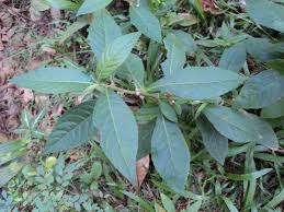 Image result for Struchium