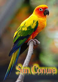Baby Birds With Yellow Tail Feathers The Sun Conure Parrot Is About 12 Inches Long If You Include The Tail Feathers And Only Weigh About 110 Grams Full Grown In S Conure Parrots Sun Conure Conure